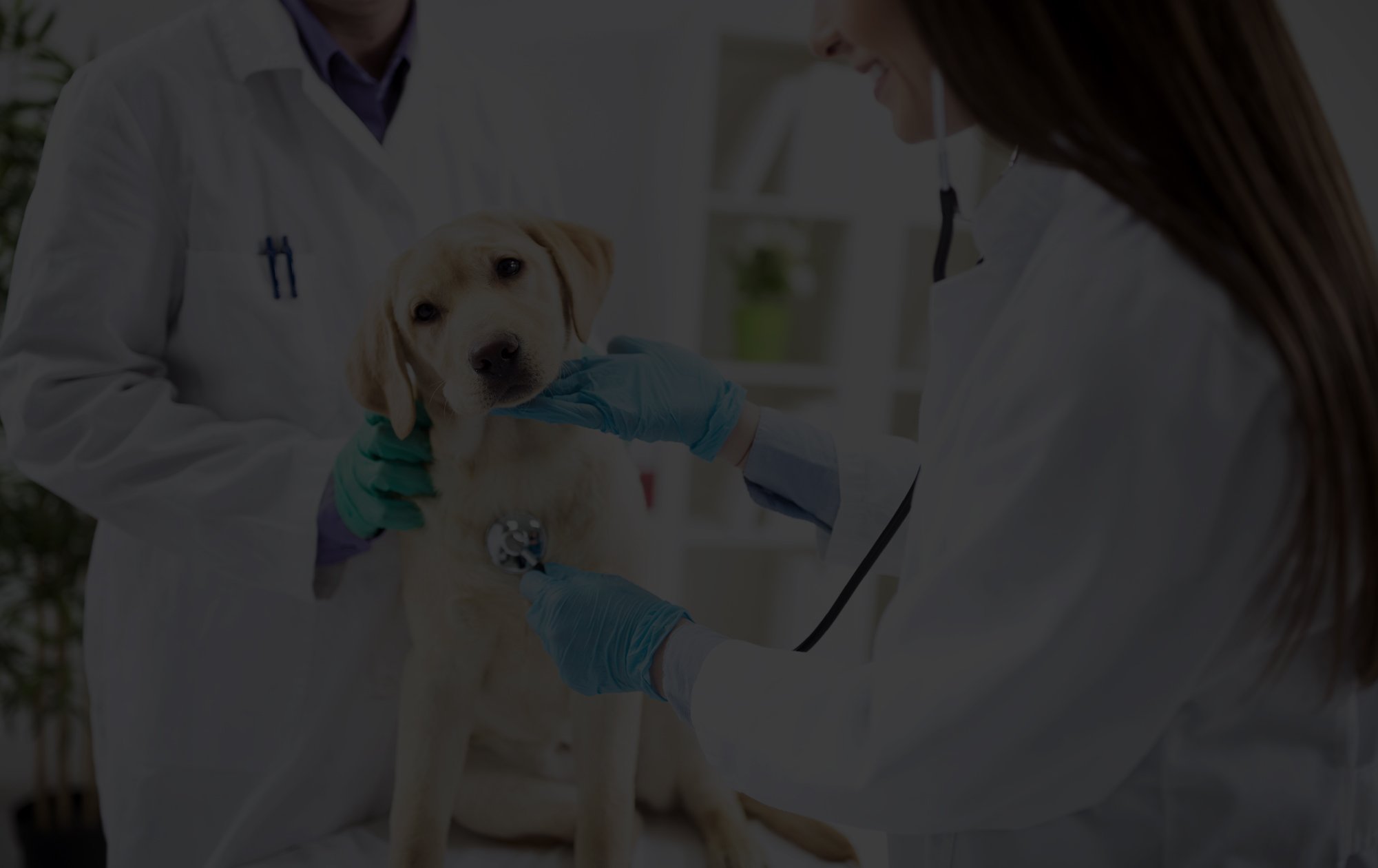 SSB Veterinary Header